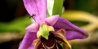 Двурога пчелица (Ophrys scolopax). Снимка: Orchi, CC BY-SA 3.0, via Wikimedia Commons
