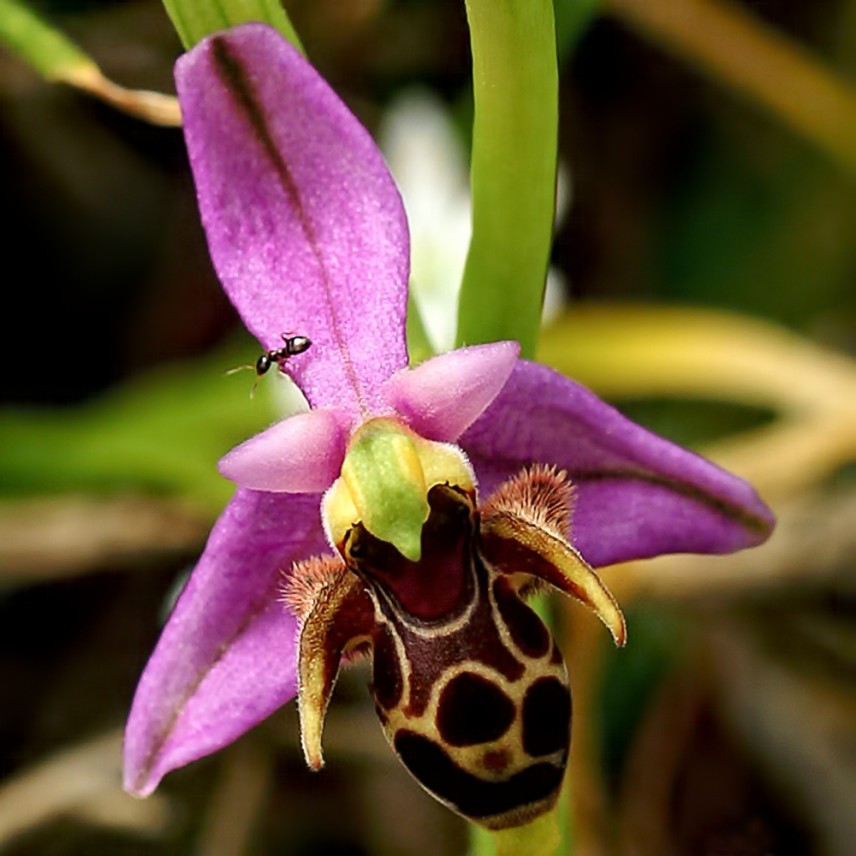 Двурога пчелица (Ophrys scolopax). Снимка: Orchi, CC BY-SA 3.0, via Wikimedia Commons