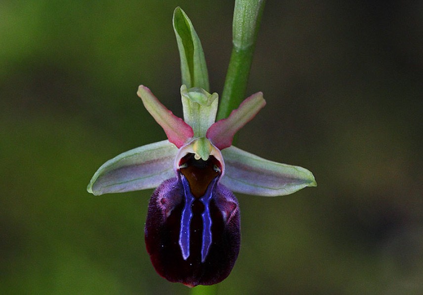 Паяковидна пчелица (Ophrys mammosa). Снимка: Steve Garvie, Flickr, CC BY-NC-SA 2.0