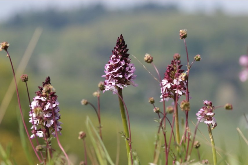 Пурпурен салеп (Orchis purpurea). Снимка: Claude Kolwelter, CC BY 4.0, via Wikimedia Commons