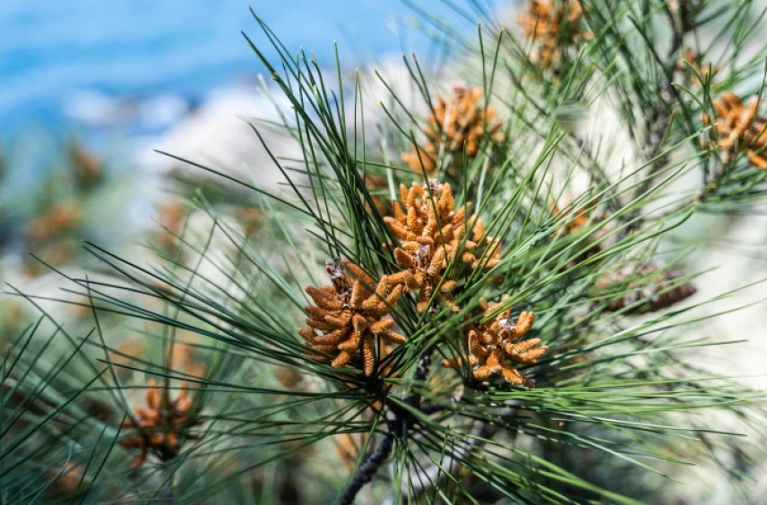 Калабрийски бор (Pinus brutia). Снимка: Евгений Егорейченков, CC BY 4.0, via EasyScape